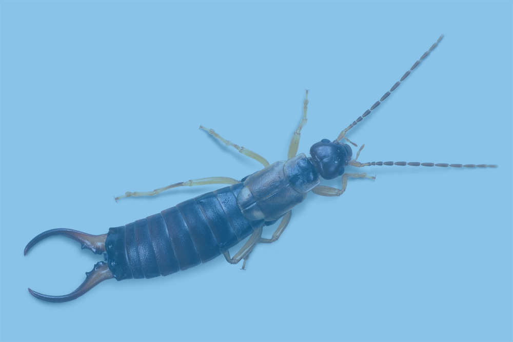 Earwigs