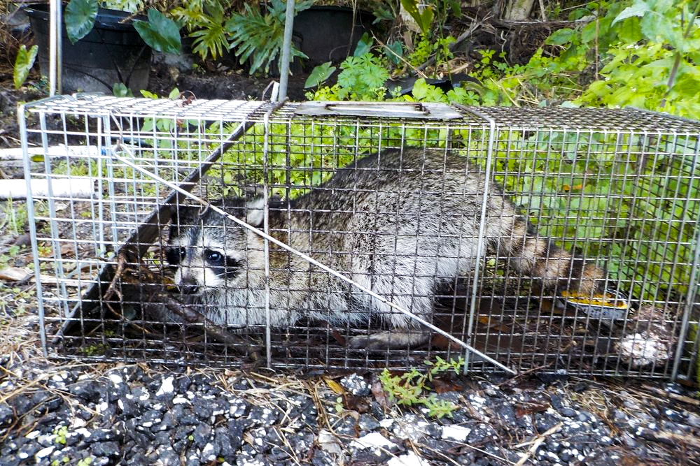 Raccoon Trap