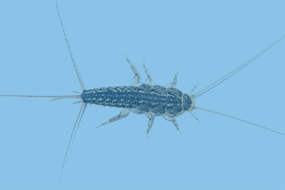 Silverfish