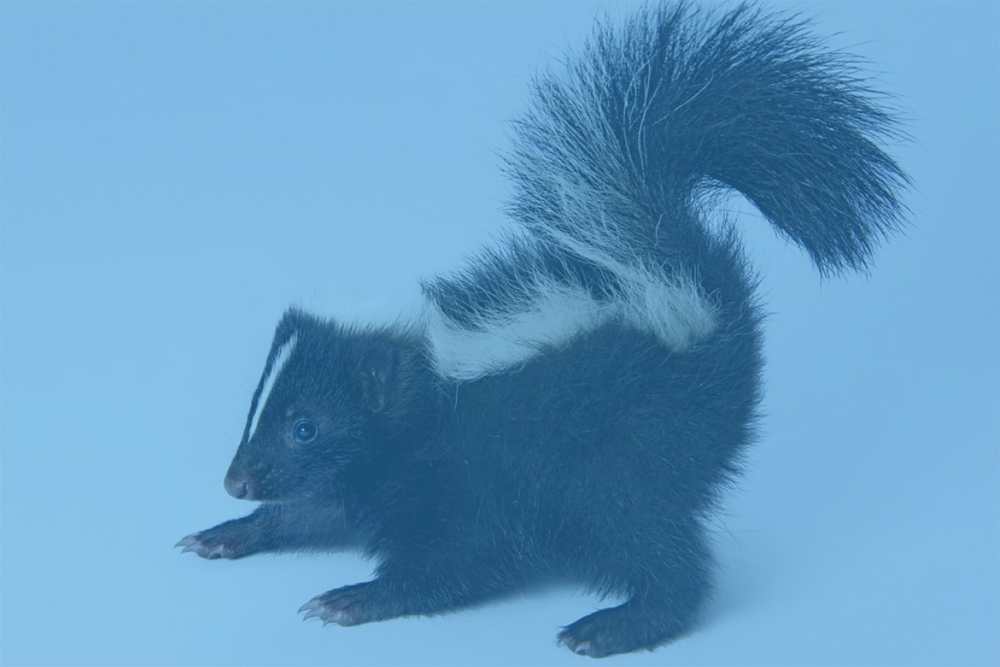 Skunk