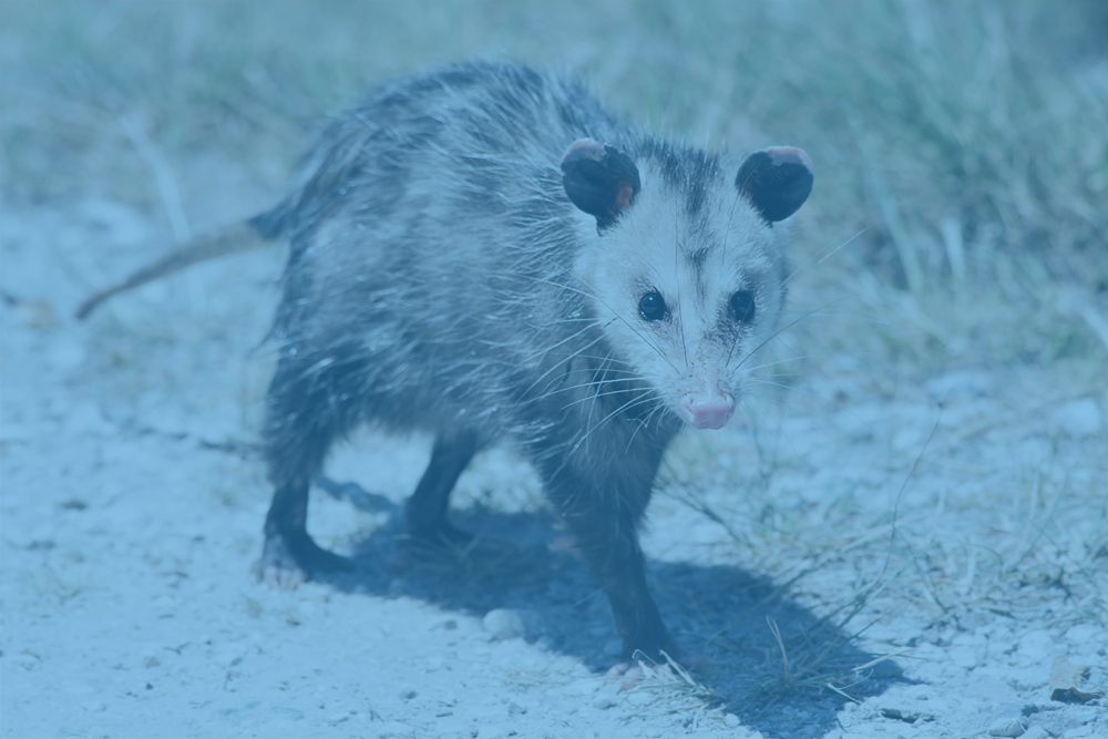 opossum