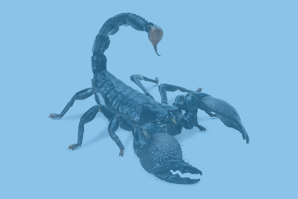 scorpion